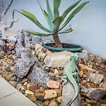 The Lazy Lizard
