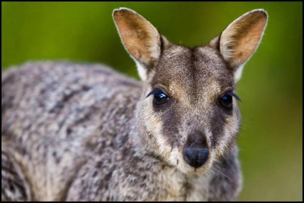 Kangaroo - Entire Cabin, 5mins To The Agnes Water
