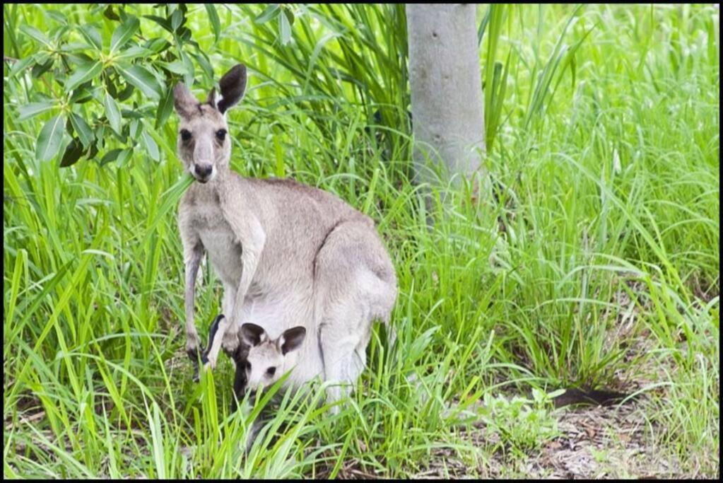 Apartment Kangaroo - Entire Cabin, 5mins To The Agnes Water