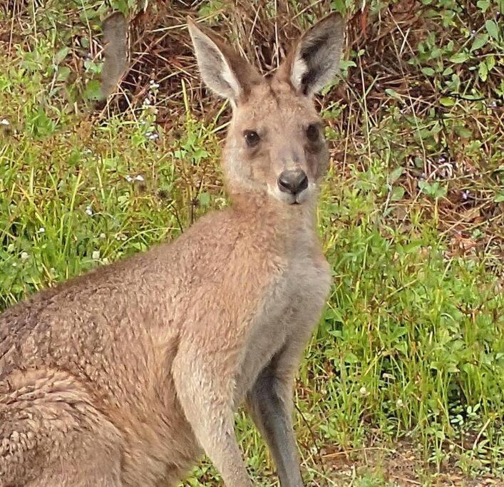 Apartment Kangaroo - Entire Cabin, 5mins To The