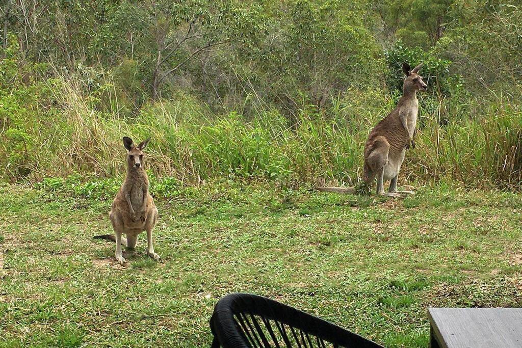 Apartment Kangaroo - Entire Cabin, 5mins To The *