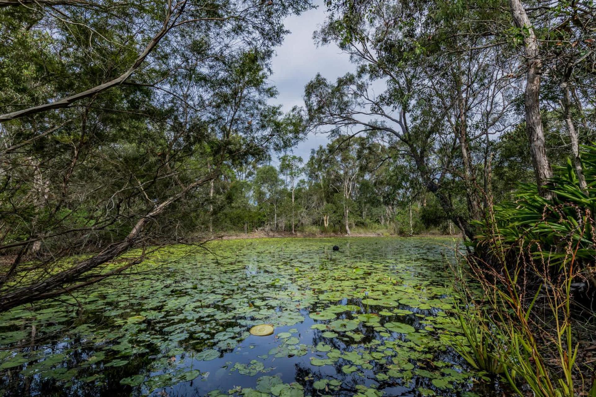 Dragon - Large Pet-friendly With Pool & Beautiful Bushland In Holiday home *