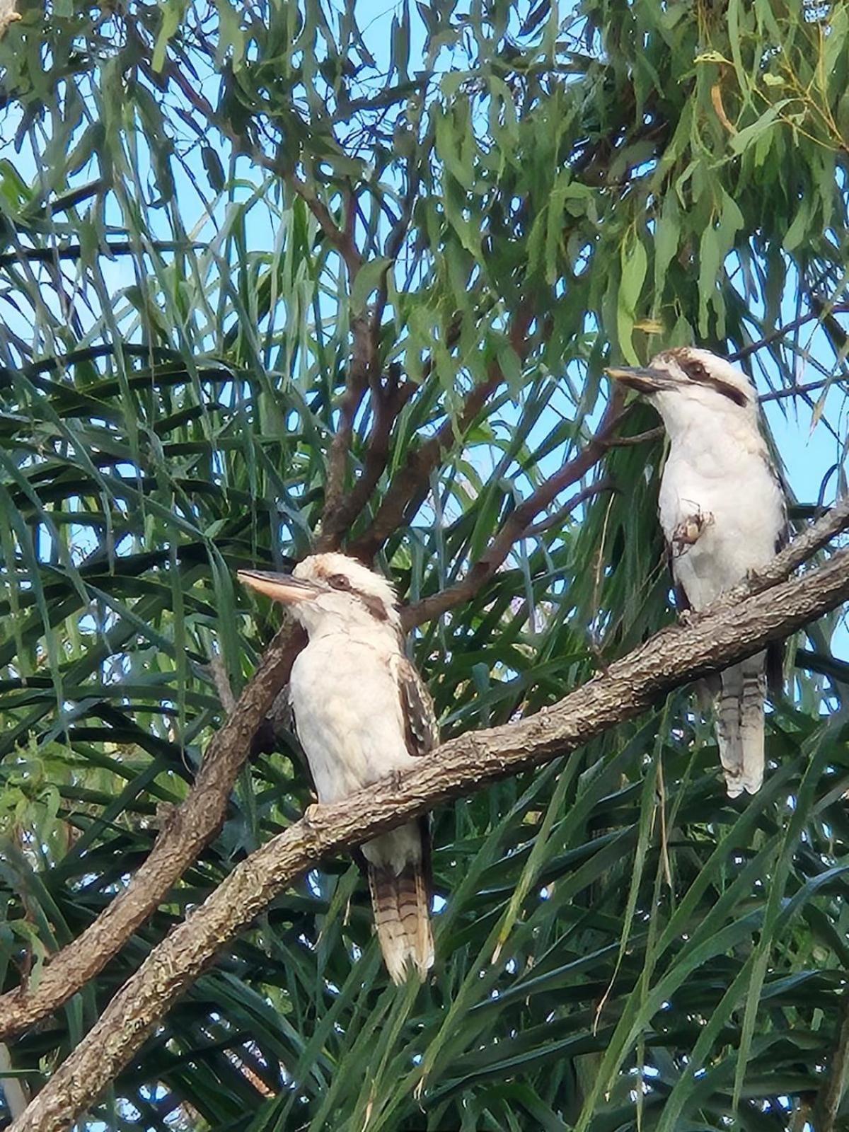 Horizons Kangaroo Sanctuary- Private Retreat For Couples Apartment