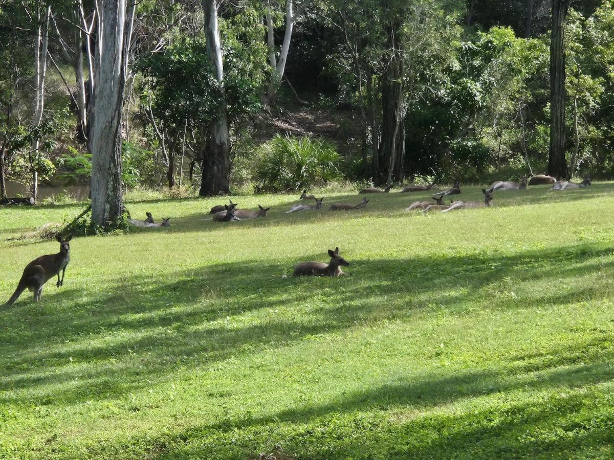 Apartment Horizons Kangaroo Sanctuary- Private Retreat For Couples Agnes Water