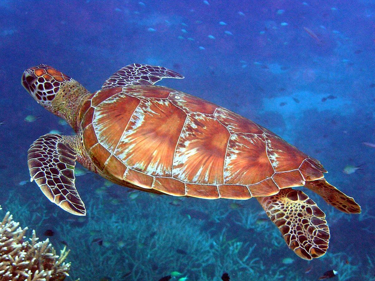 Reef Agnes Water